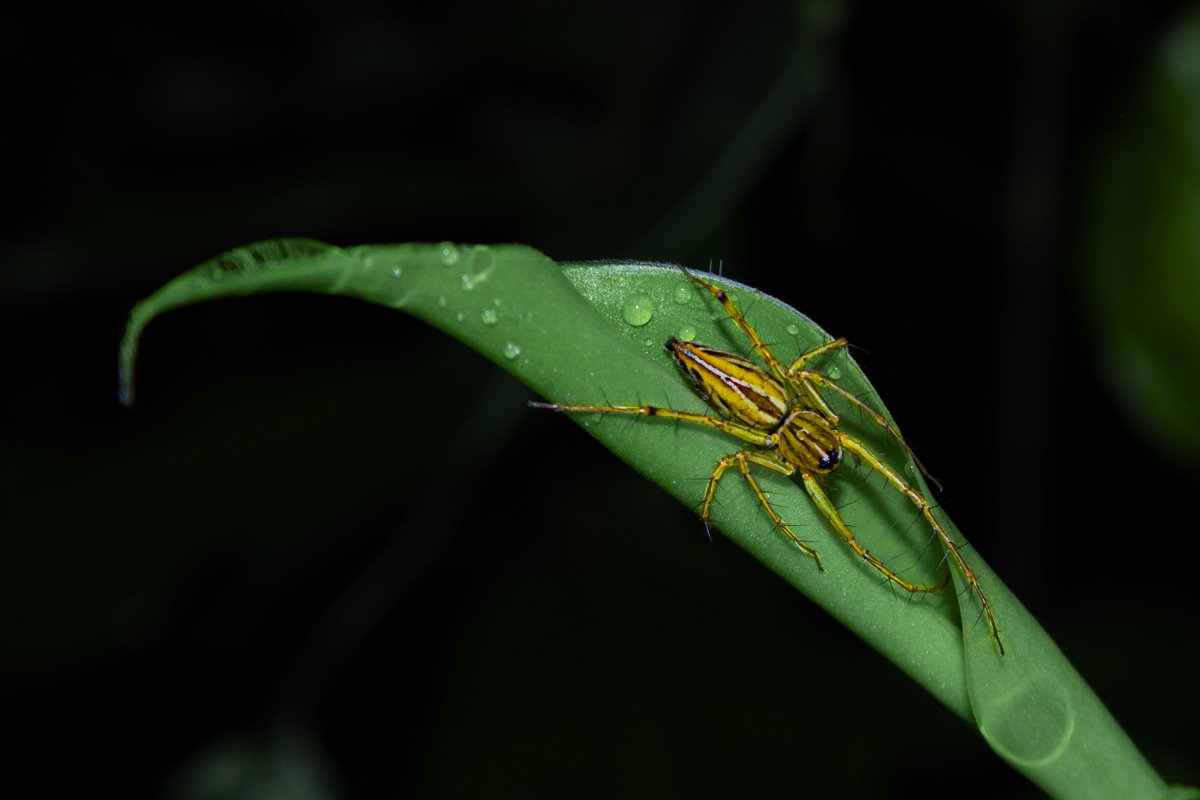 Sneaky hunter hiding in a leaf