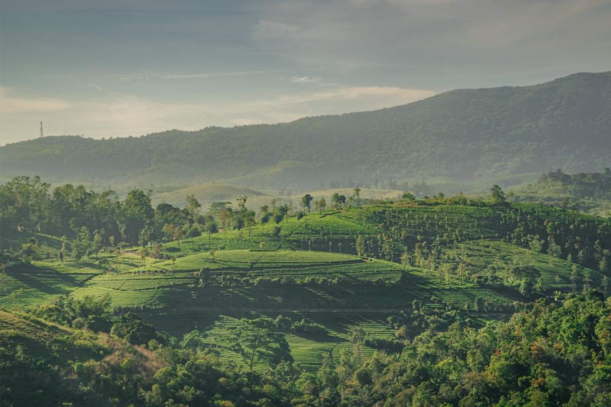 Sunlit radiance of the vagamon hills