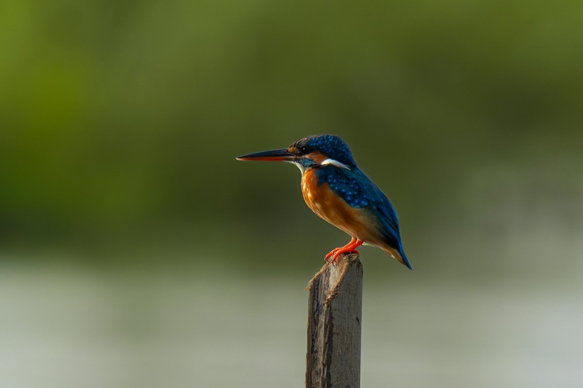 Swift seeker waiting for its prey