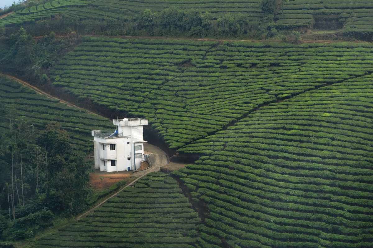 Tea house in the middle of tea plantation