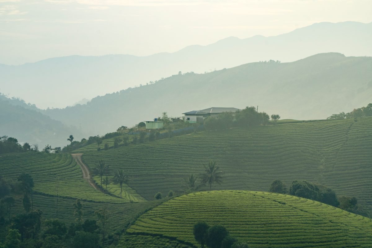 Tea paradise beauty unveiled