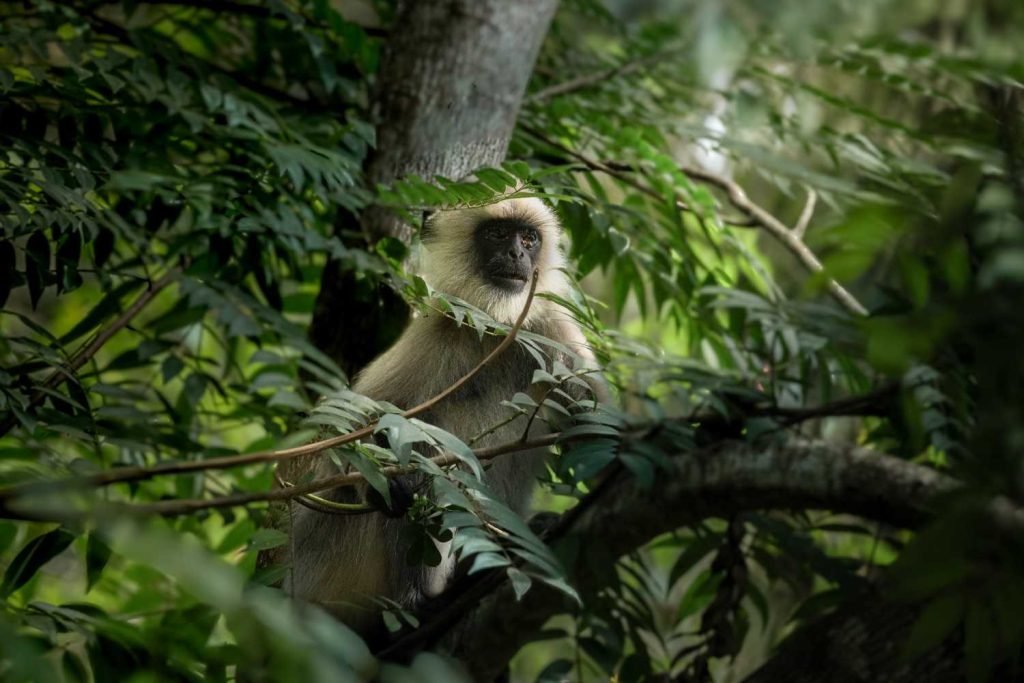 Grey Langur