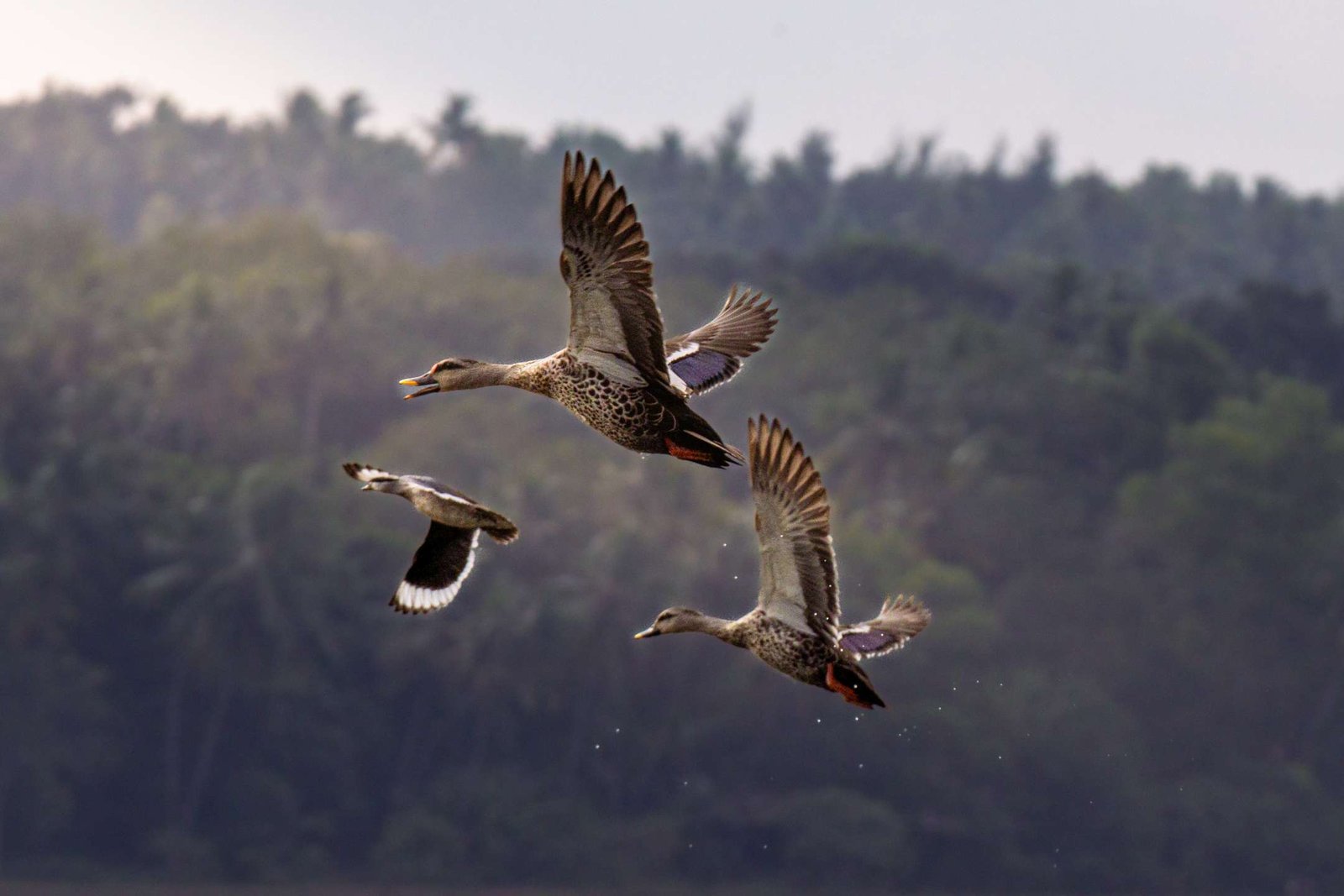 ducks flying