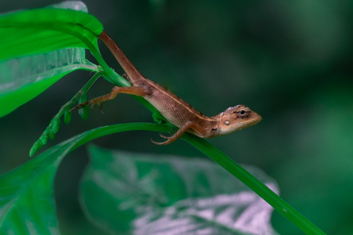 urban chameleon on a plant