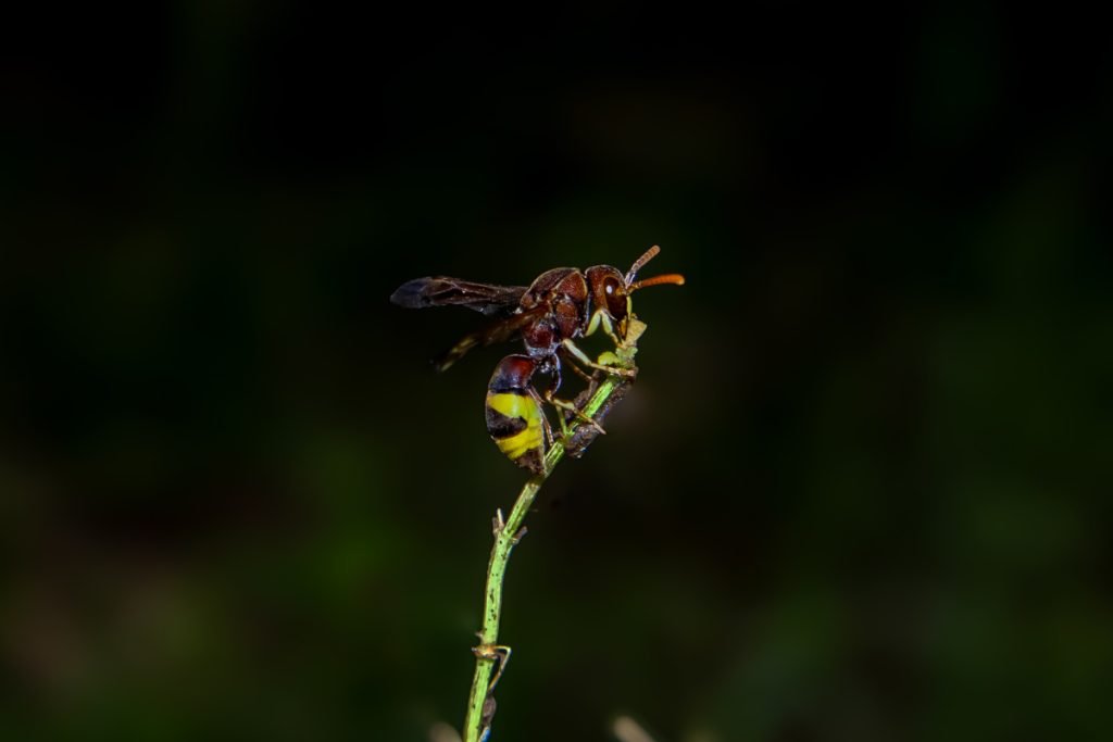 Wasps grace when it perched on a slim stem