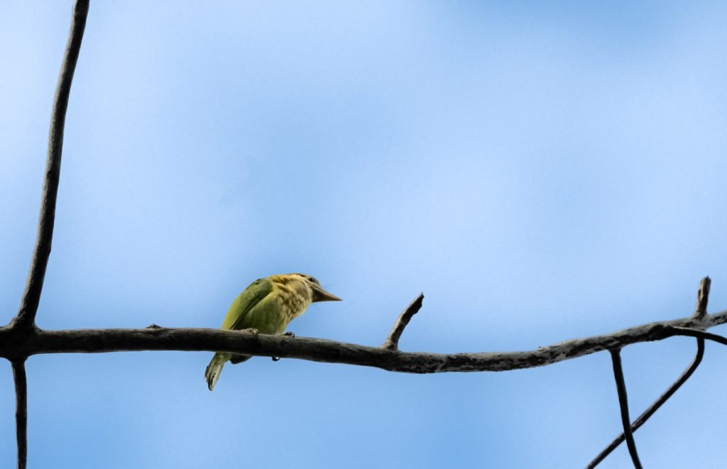 white cheeked barbet