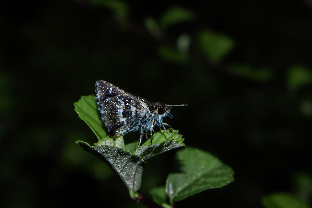 Winged elegance of tiny butterfly