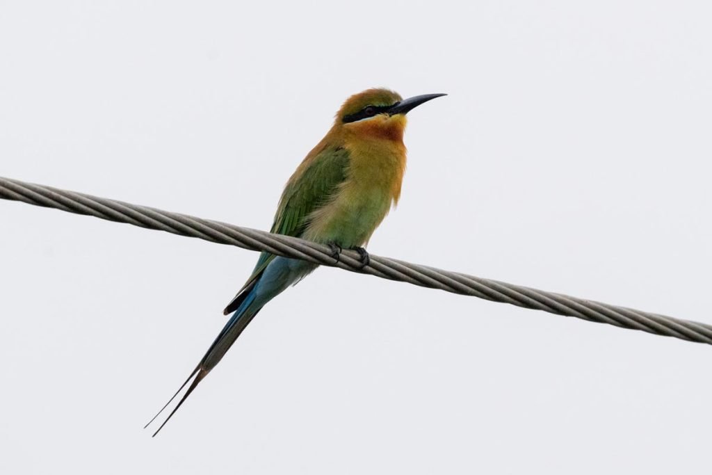 Colorful Winged Heet Dave Jamnagar Creative Hut