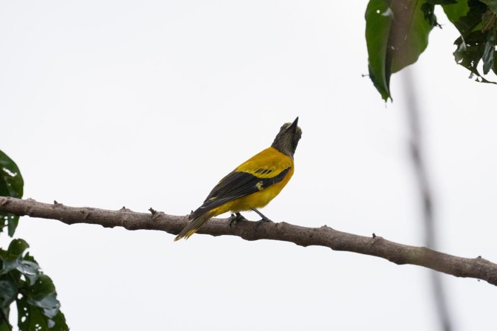 Treetop Forager Heet Dave Jamnagar Creative Hut