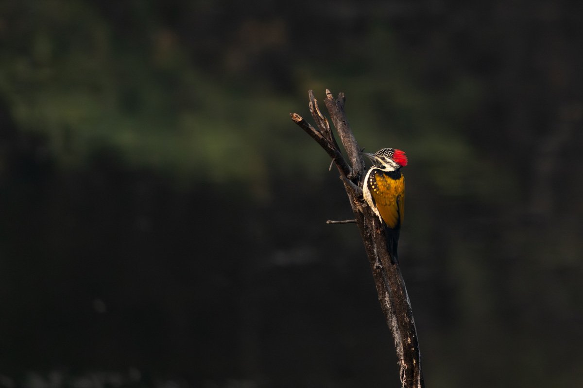 Crimson Crested Kavya Ahmedabad Gujarat Creative Hut