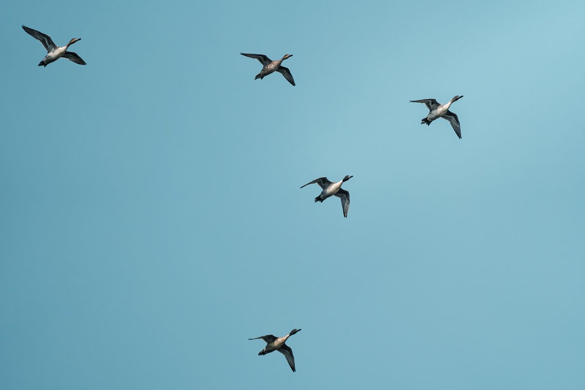 Flock formation Rohan Reji Sajan Ernakulam Creative Hut