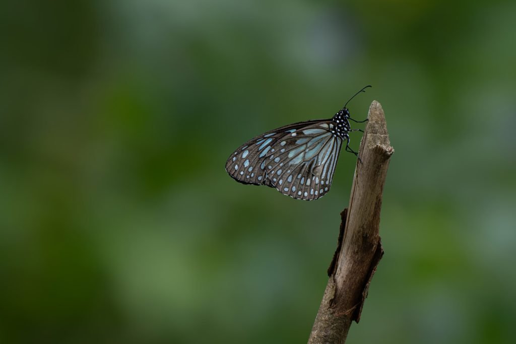butterfly on a dry stick