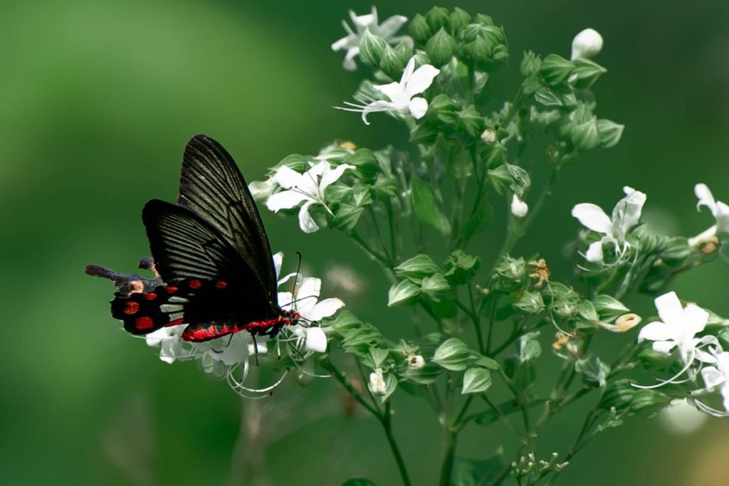black colour buitterfly on white flower