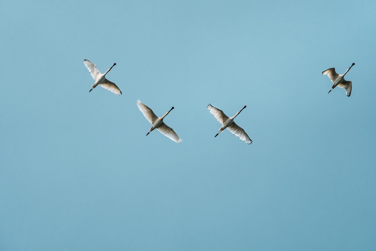 Graceful Glide Rohan Reji Sajan Ernakulam Creative Hut