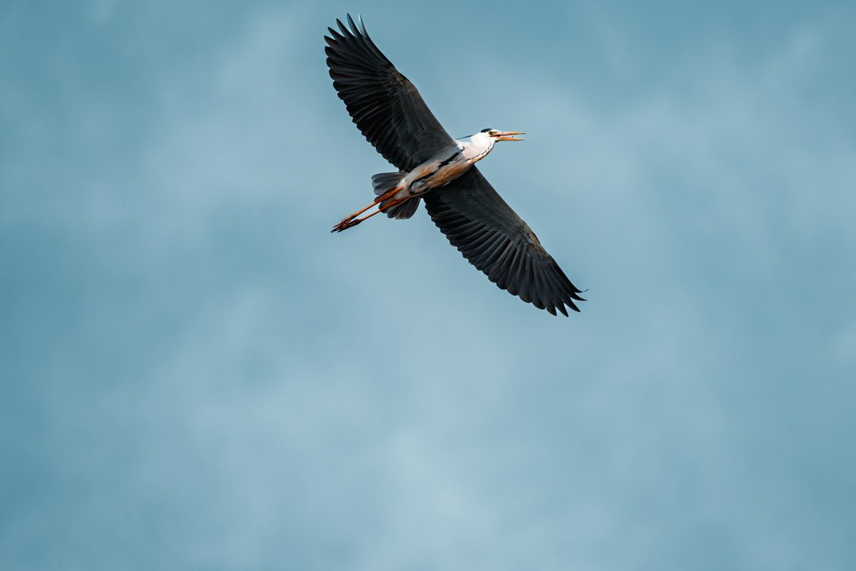 Heron Horizon Rohan Reji Sajan Ernakulam Creative Hut