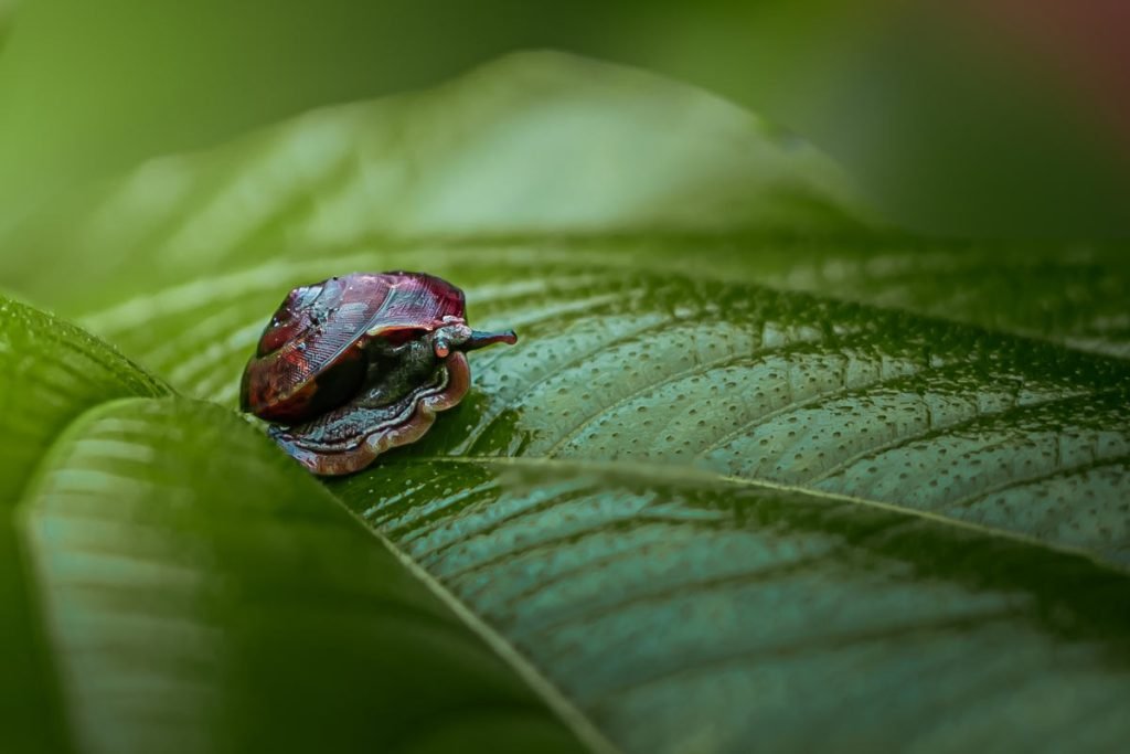 red snail on a green leaf