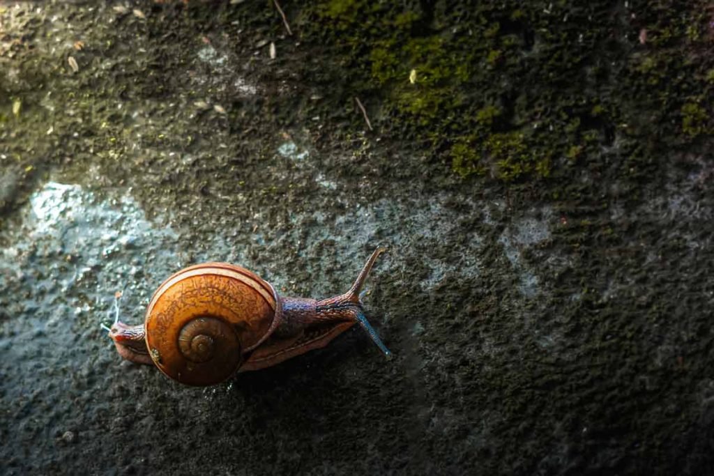 orange snail on a rock