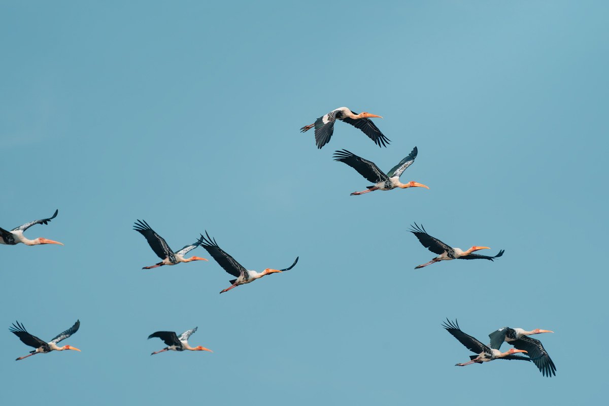 Majestic Flight Rohan Reji Sajan Ernakulam Creative Hut