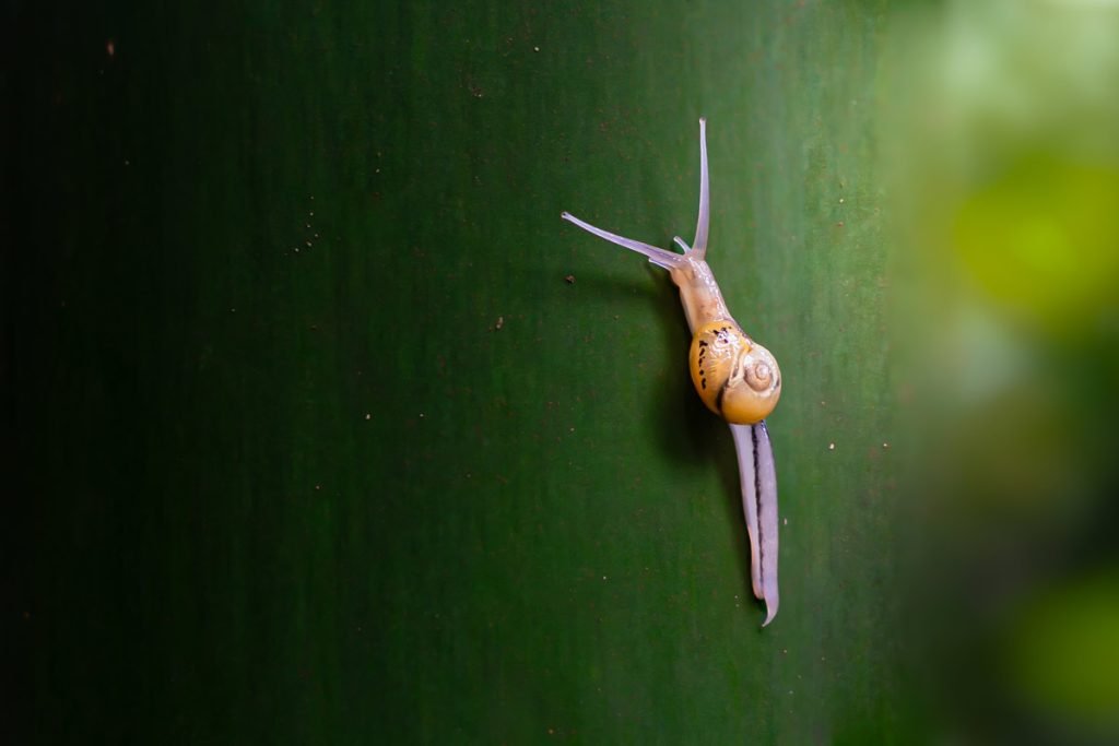 garden snail on a stem