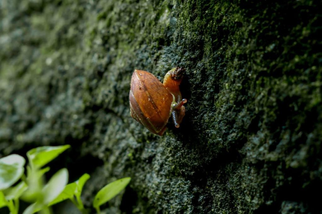 small snail on a stone