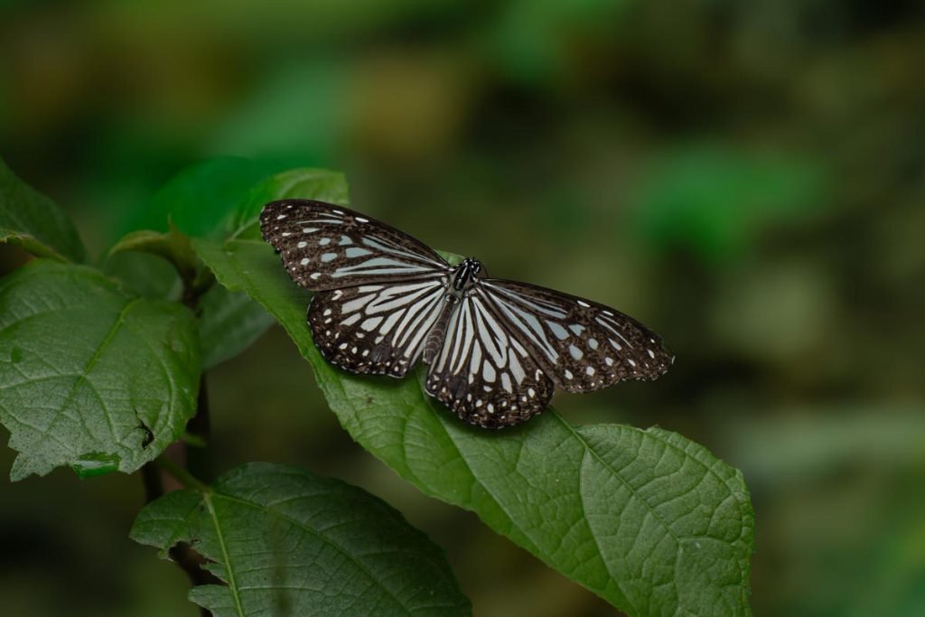 black and blue butterfly on a green leaf