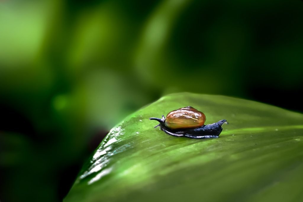 black snail on a green leaf