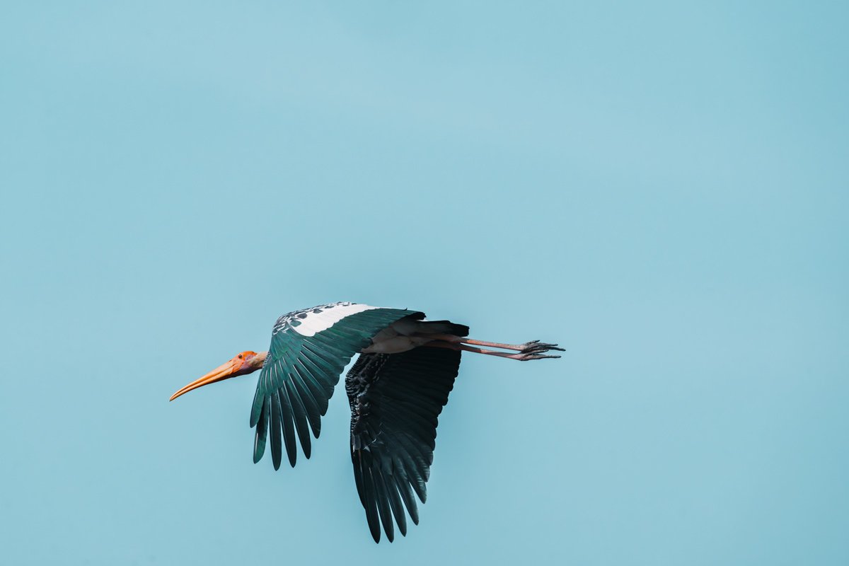 Soaring Beauty Rohan Reji Sajan Ernakulam Creative Hut