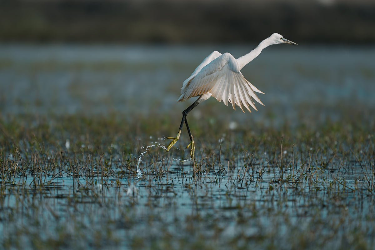 Splashing Take Off Rohan Reji Sajan Ernakulam Creative Hut
