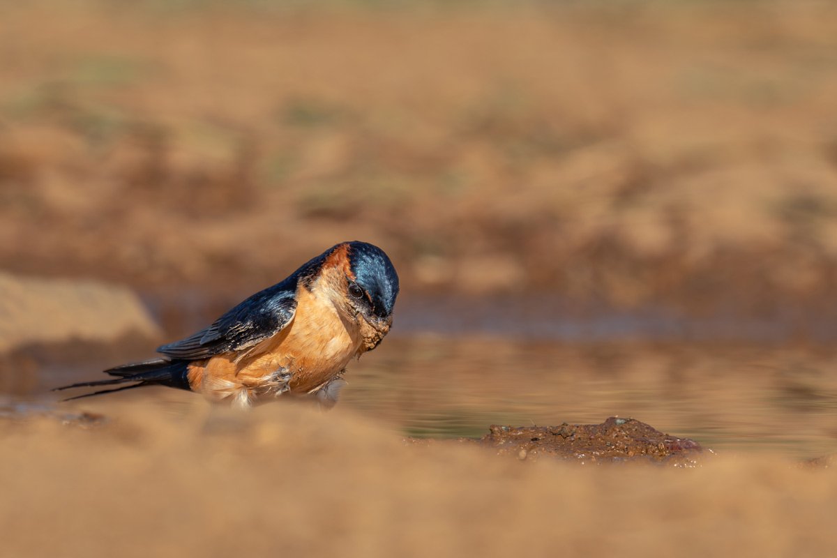 Thirsty Swallow Kavya Ahmedabad Gujarat Creative Hut