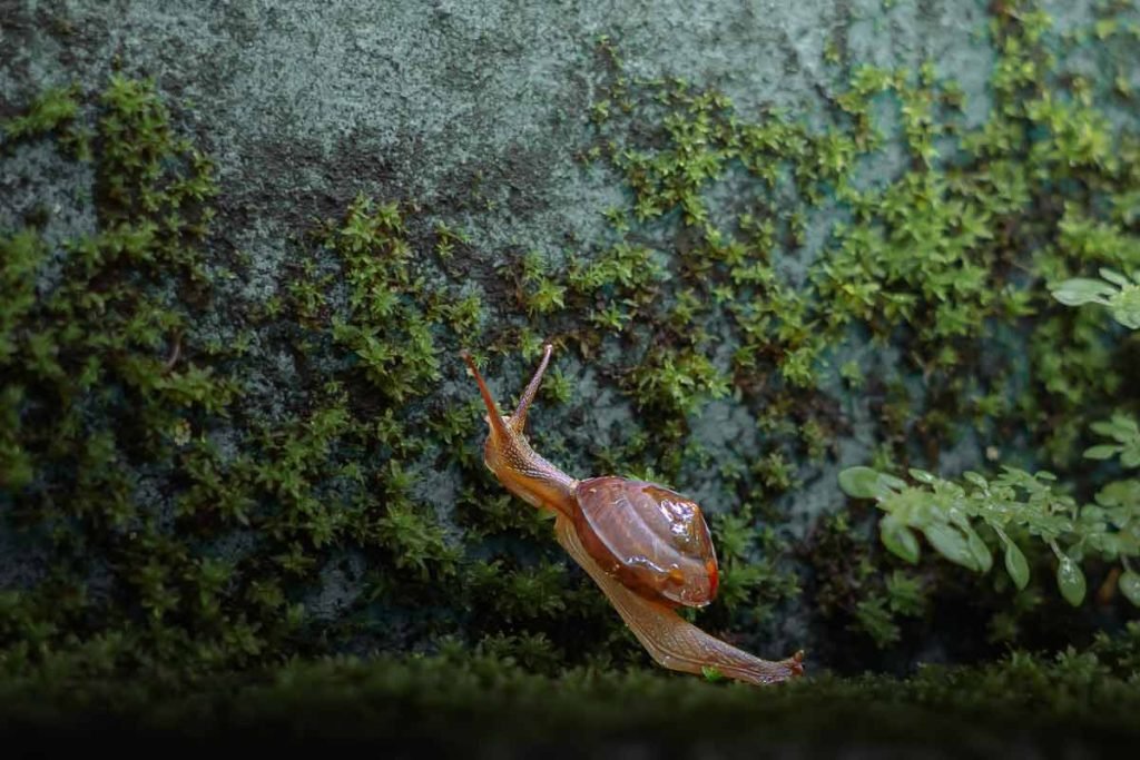 snail with the shell on its back