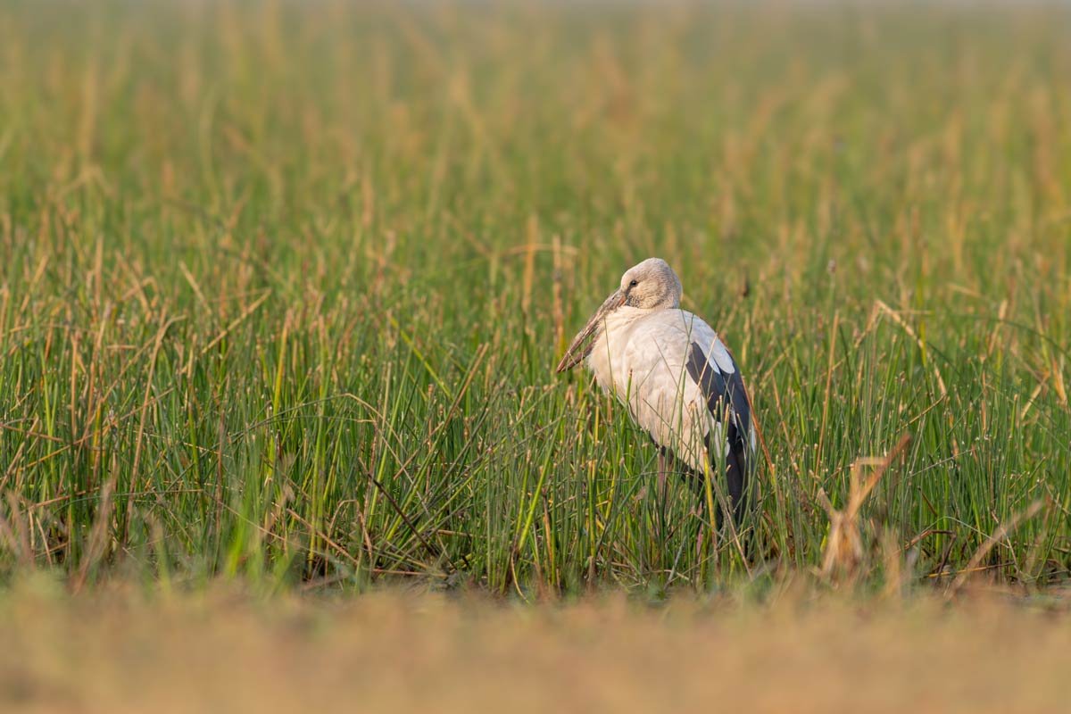 Wetlands Stalker Kavya Ahmedabad Gujarat Creative Hut