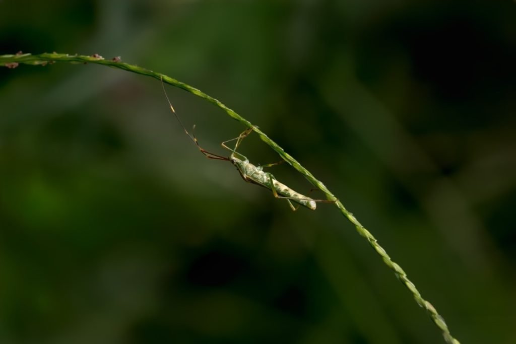 An insect hanging on a curved stem.