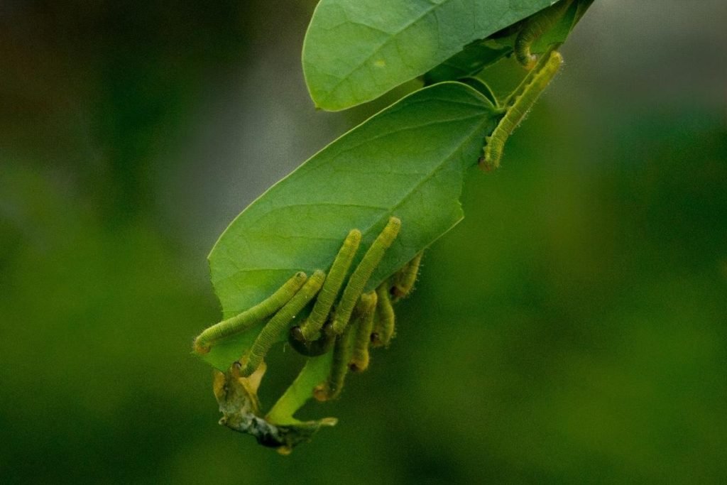 Group of caterpillar eating a leaf
