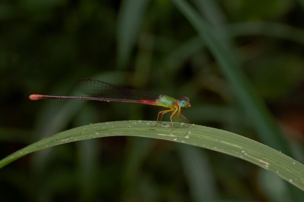 A dragonfly sitting on a leaf.