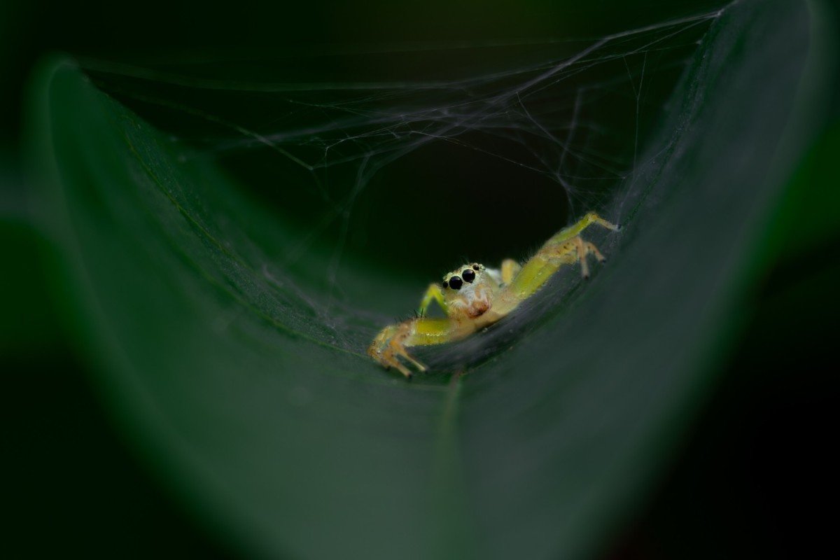 A small jumping spider making a web on the leaf