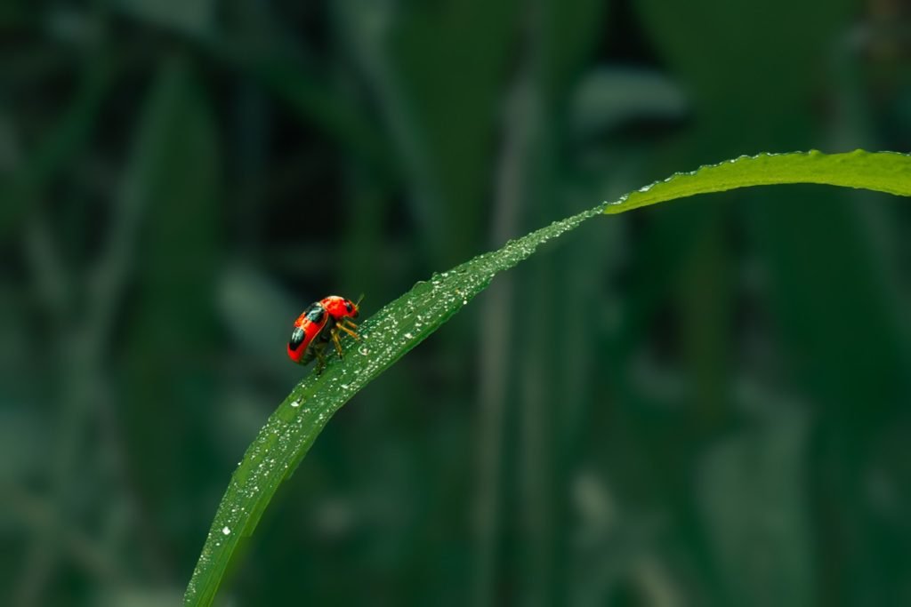 A lady bug moving on a grass blade.