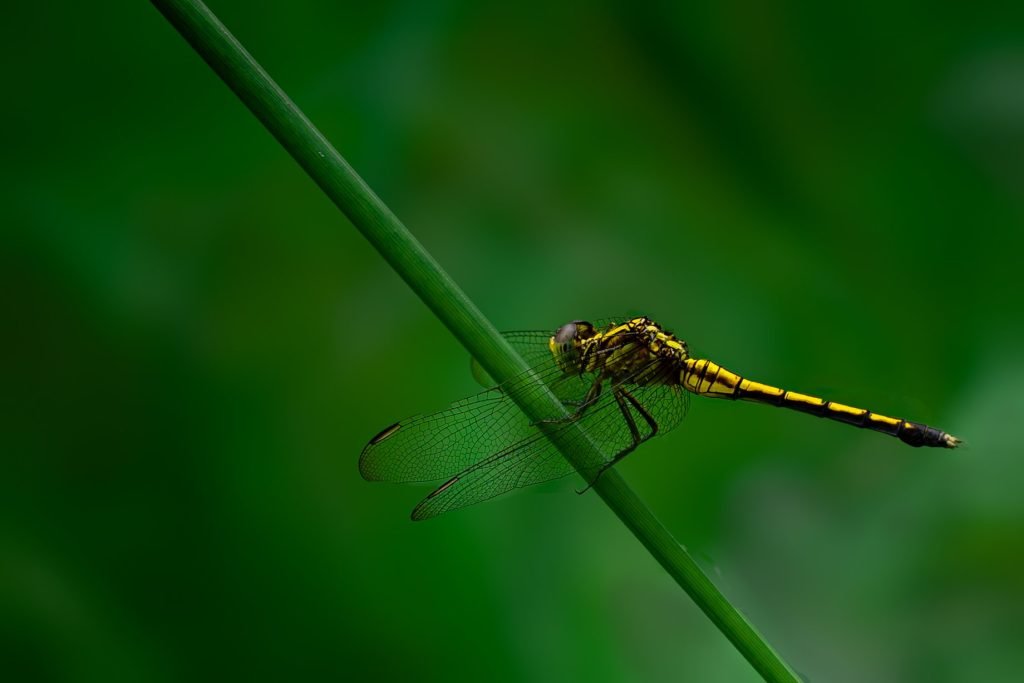 A dragonfly on a branch.