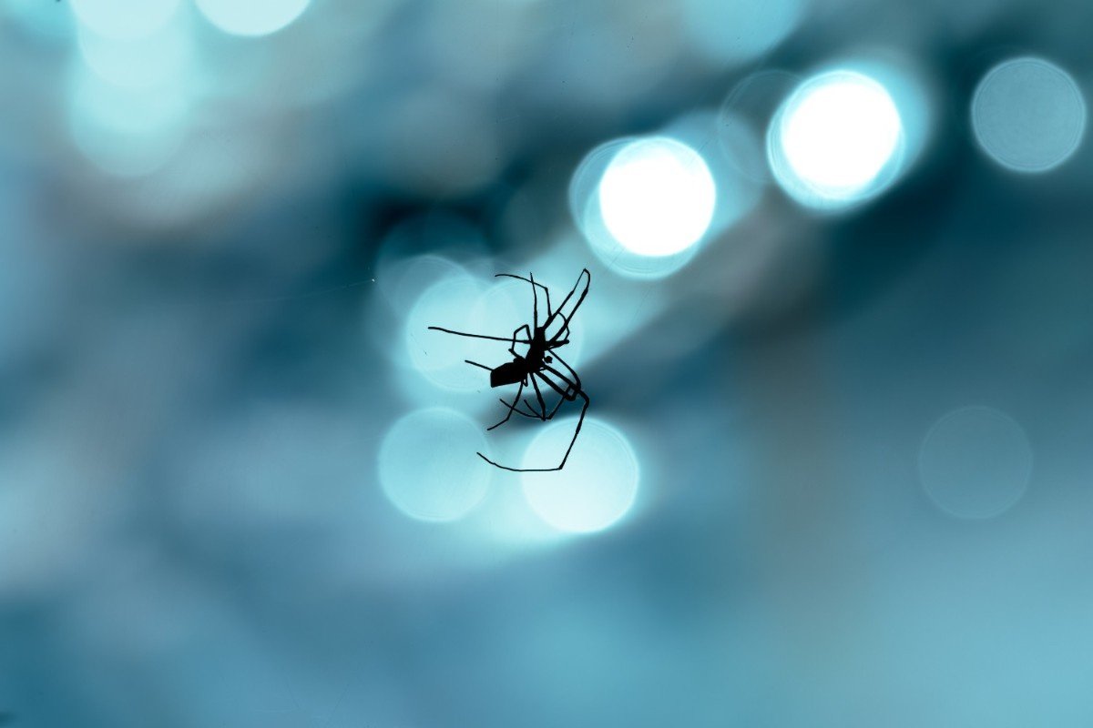 A black spider in a bokeh background.