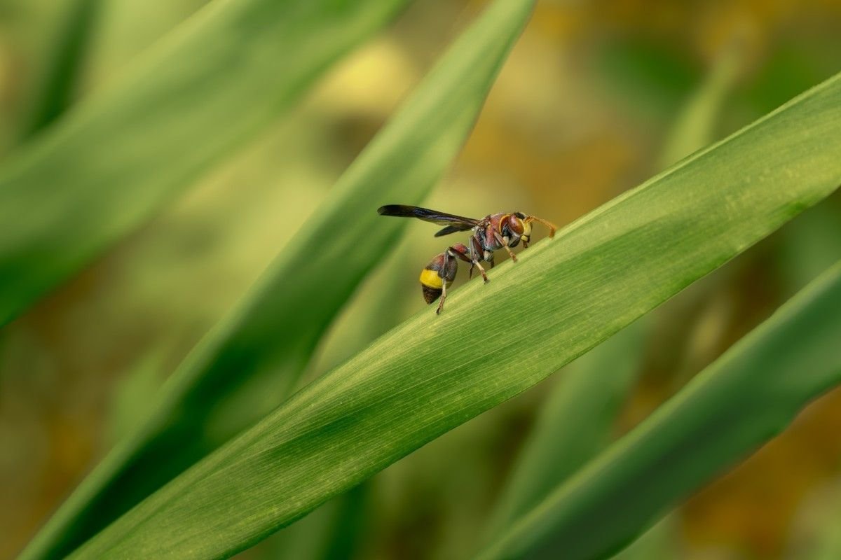 A wasp on a green leaf.