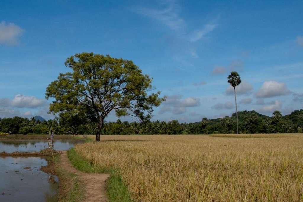 A wide tree and slim coconut in golden fields.