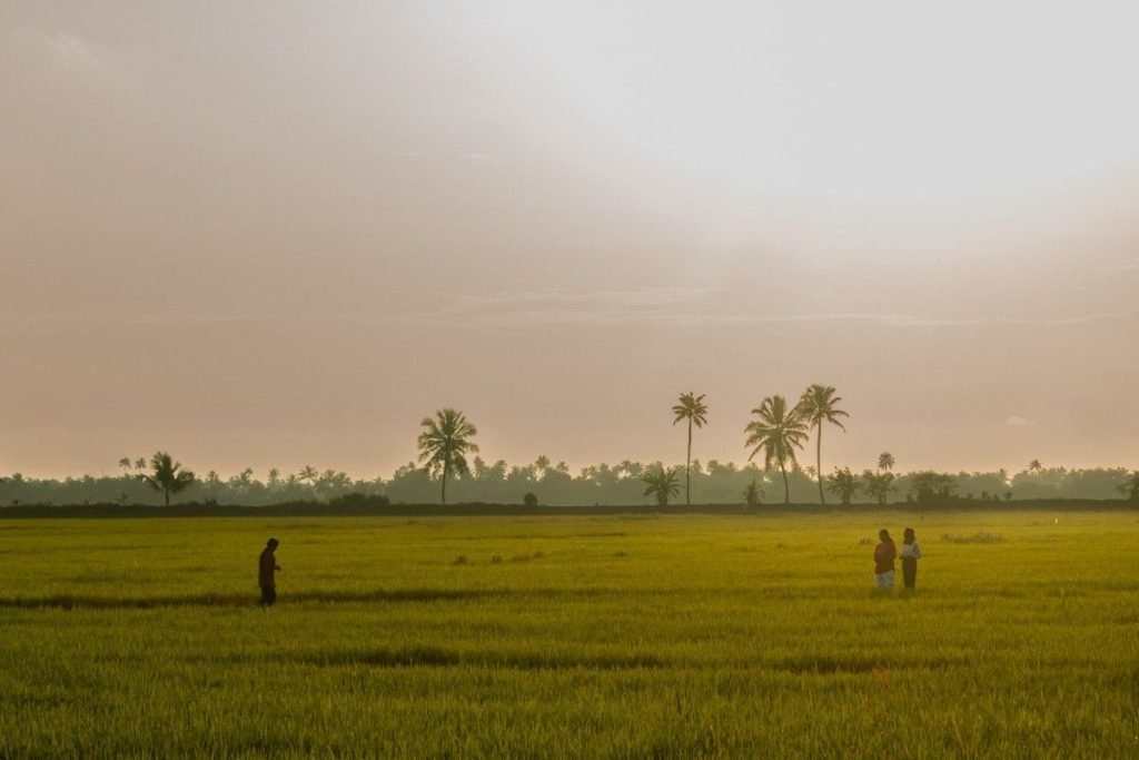 Three girls walking on paddy fields