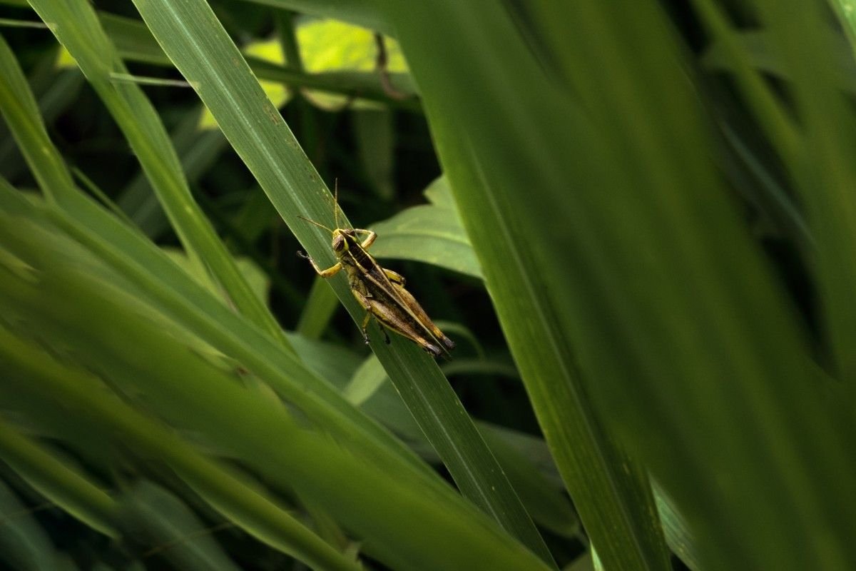 A cricket on a green leaf.