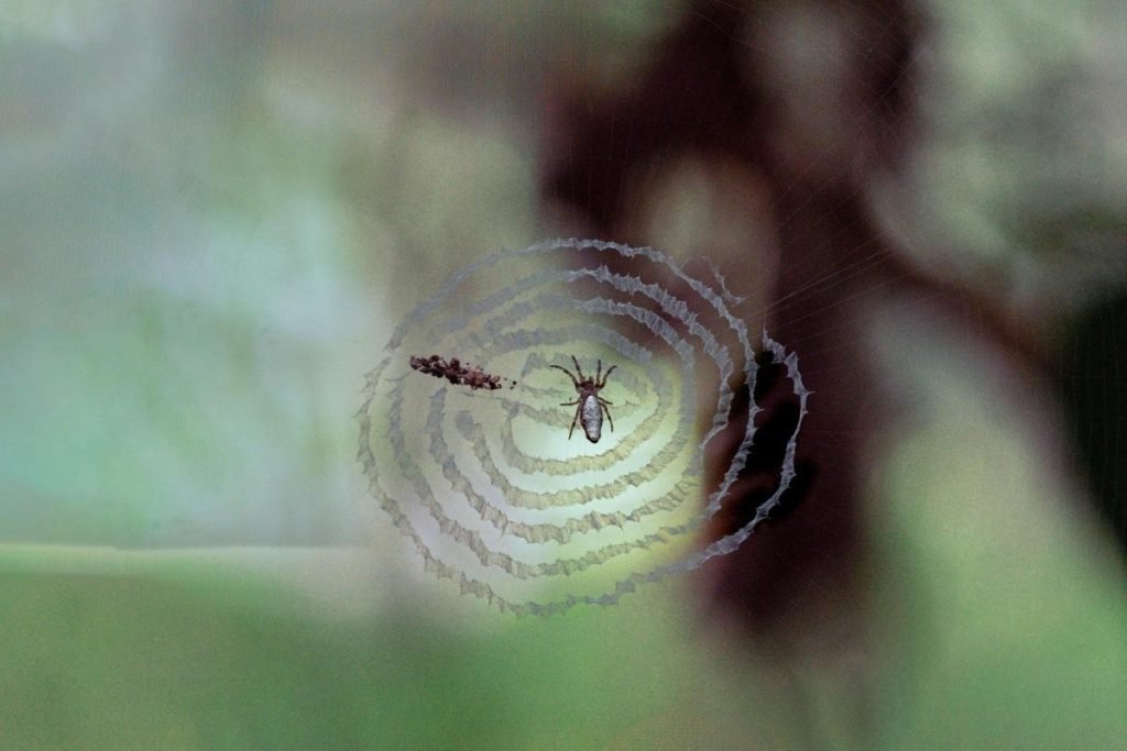 a tiny spider on the web