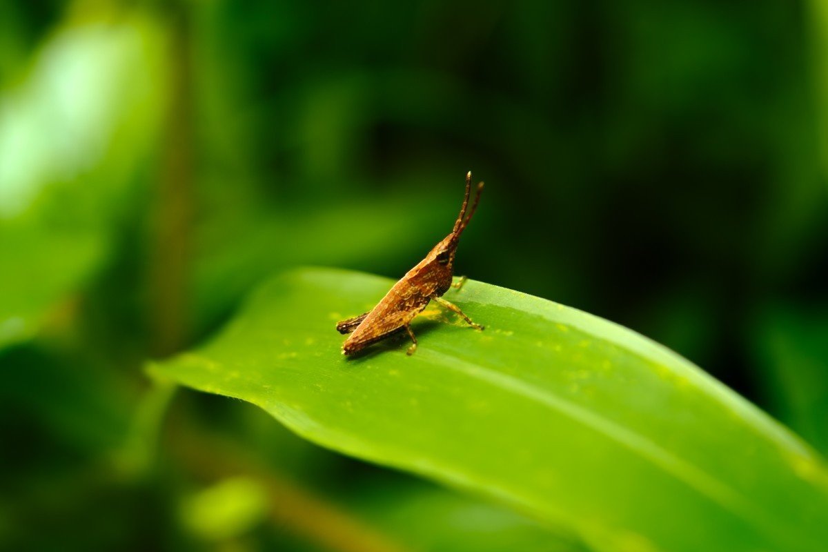 an insect waiting to jump