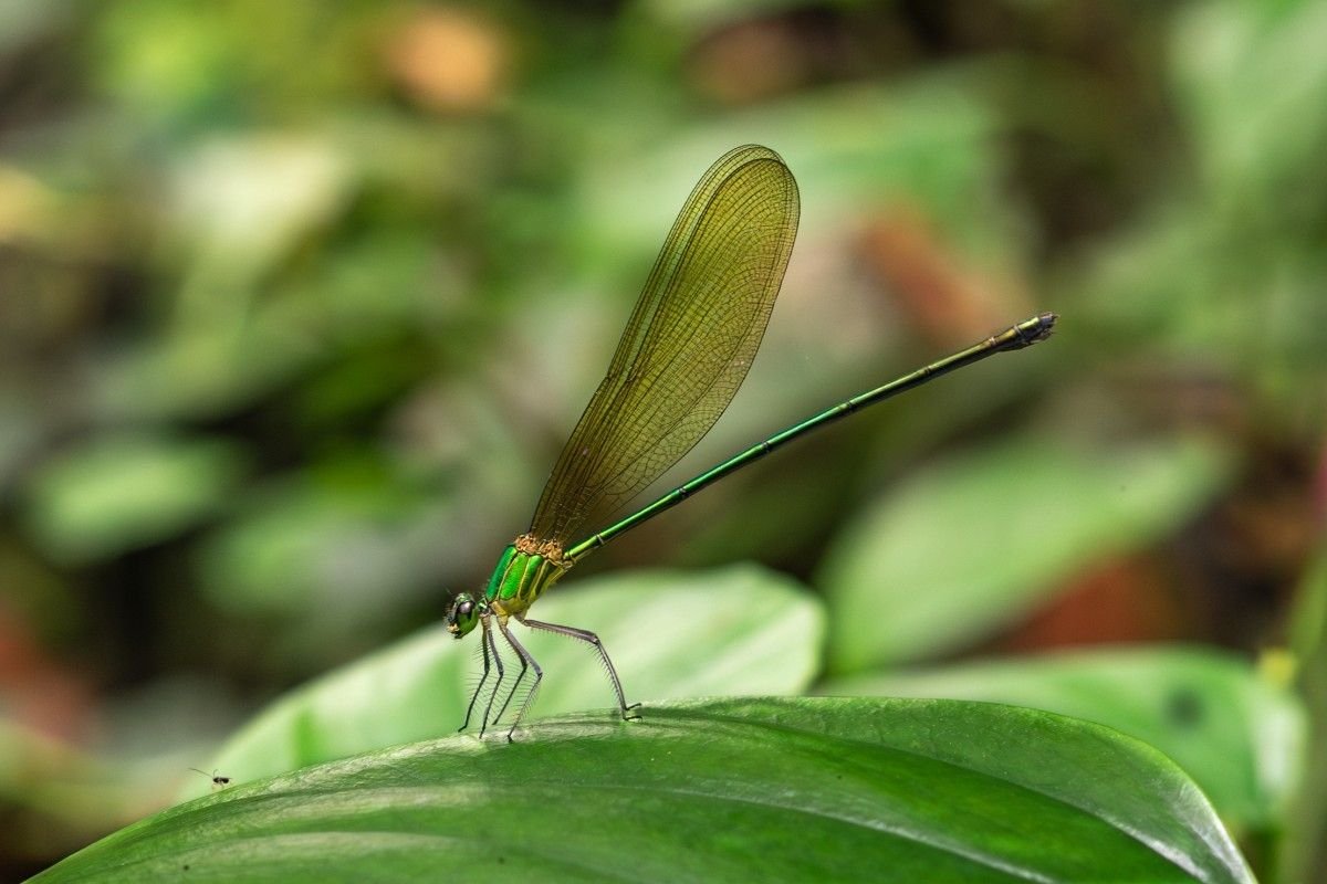 A dragonfly on a green leaf.