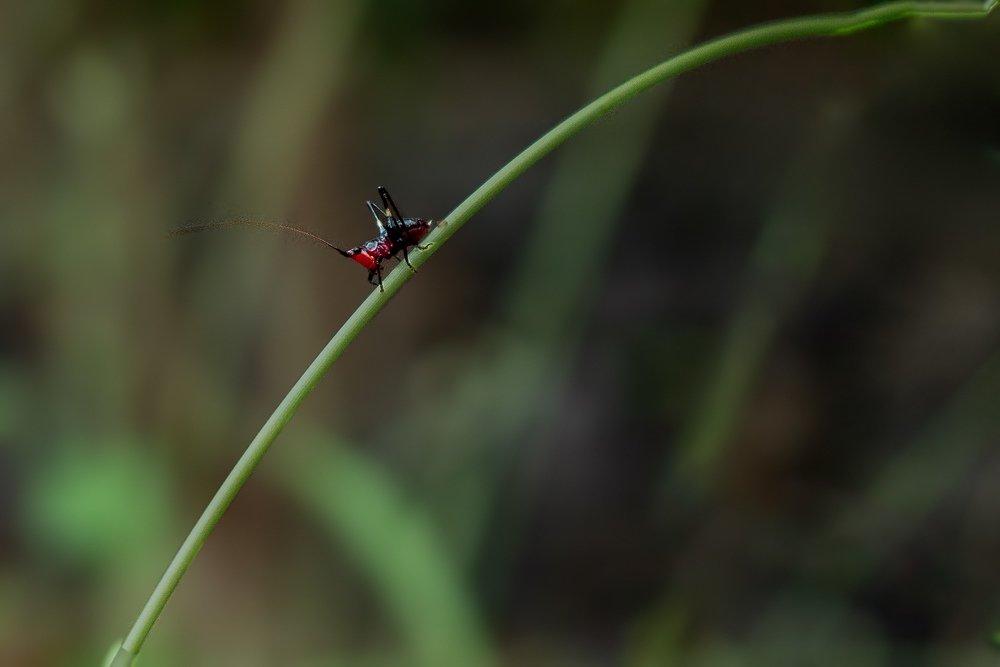 red dotted face and black cotted body