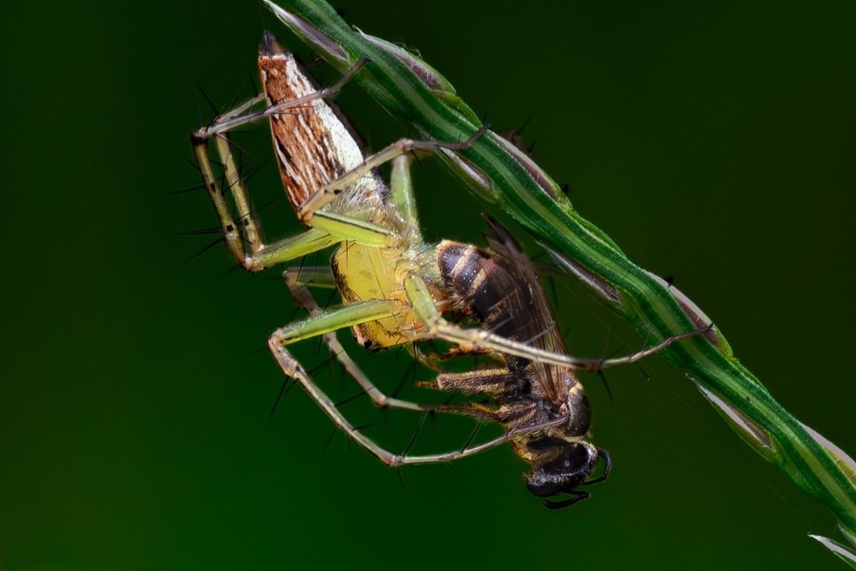 A Lynx spider eating a honey bee.