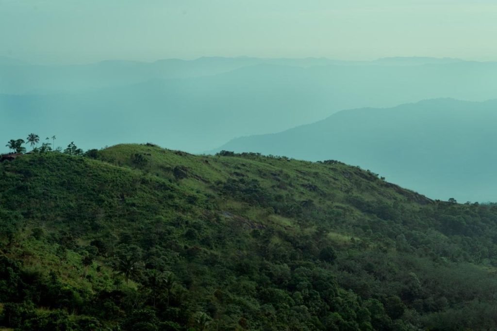 Green hill top with dense trees