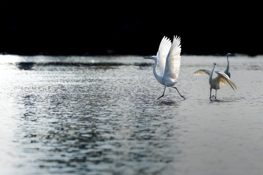 egrets fighting in the morning light