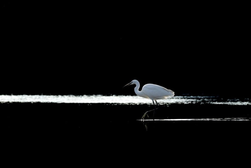 egret crosses through water.